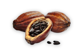 Image de fève de cacao